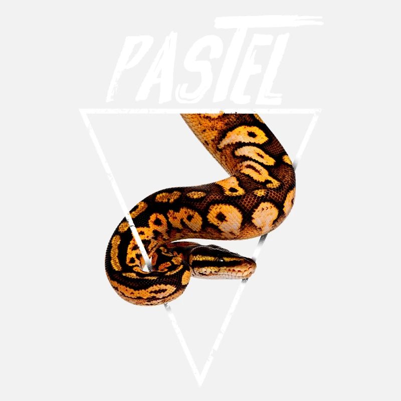 Pastel Ball Python Propriétaire