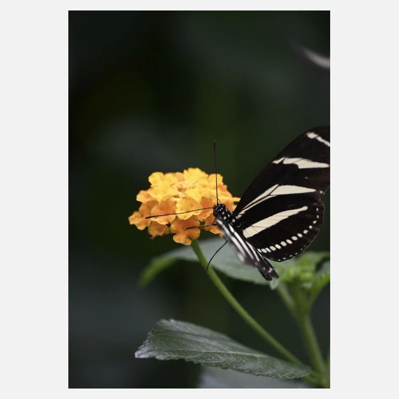 Papillon
