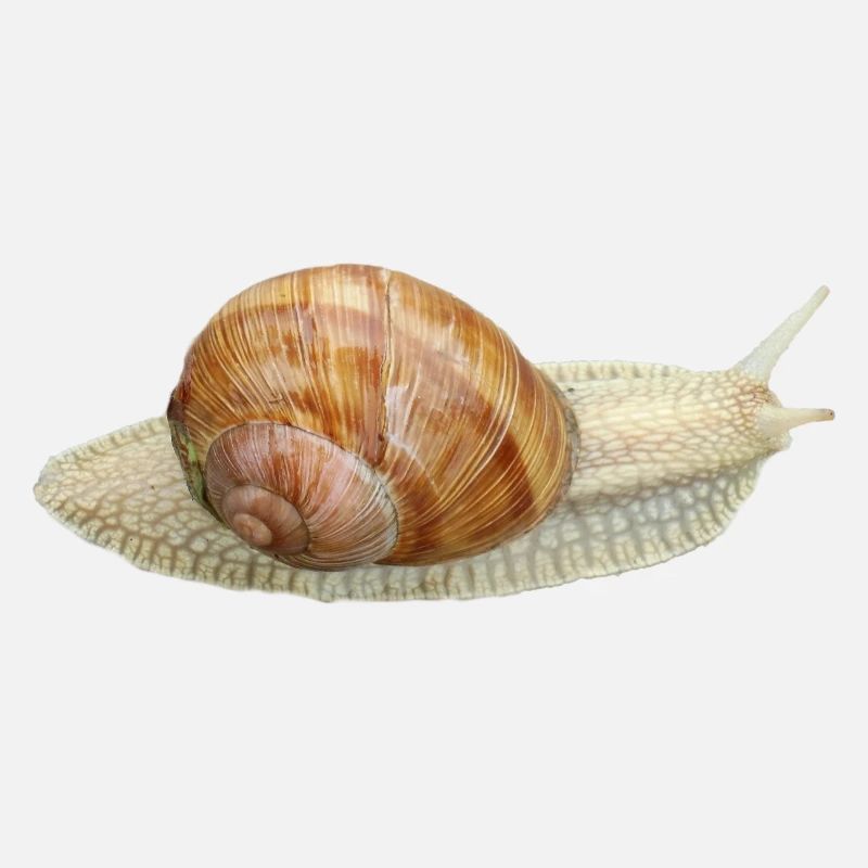 Snail, vineyard snail