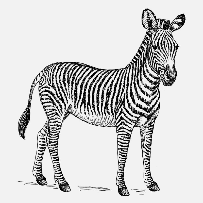Zebra noir