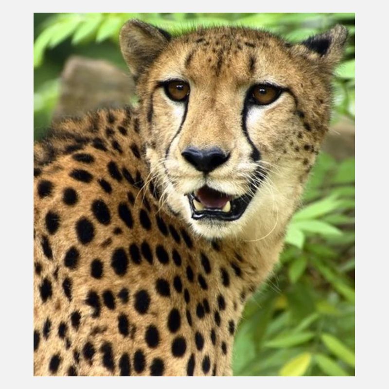 cheetah