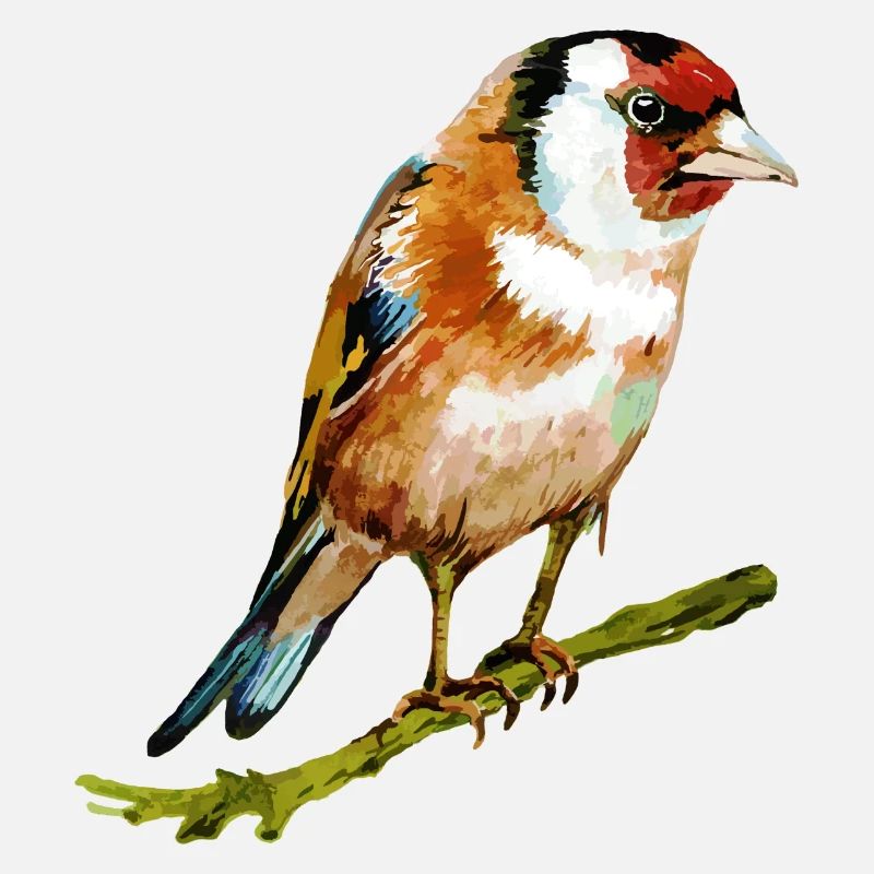Colorful bird