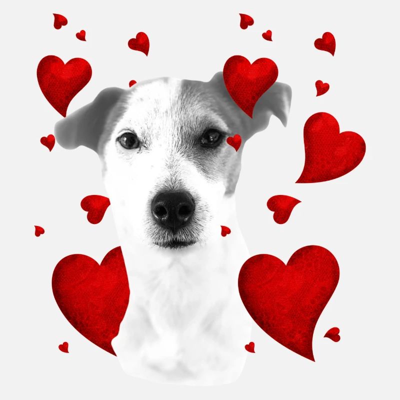 Jack Russell with hearts
