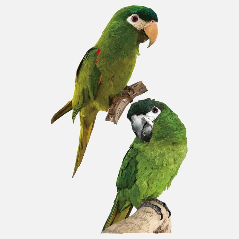 The Noble Macaw