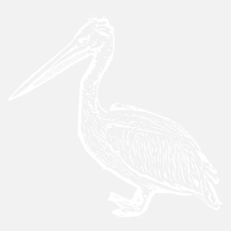 Pelikane Vogel Vögel Pelecanus