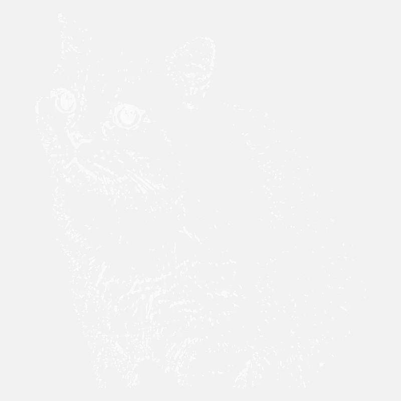 British Shorthair Chat Blanc Chat Chat Blanc Chaton