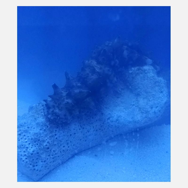Sea roller