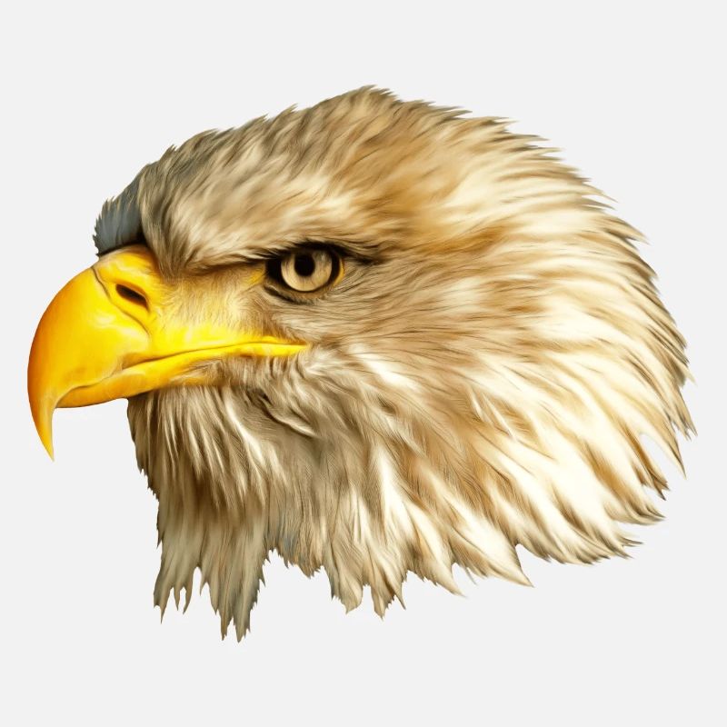 Eagle bald eagle white-tailed eagle heraldic animal USA