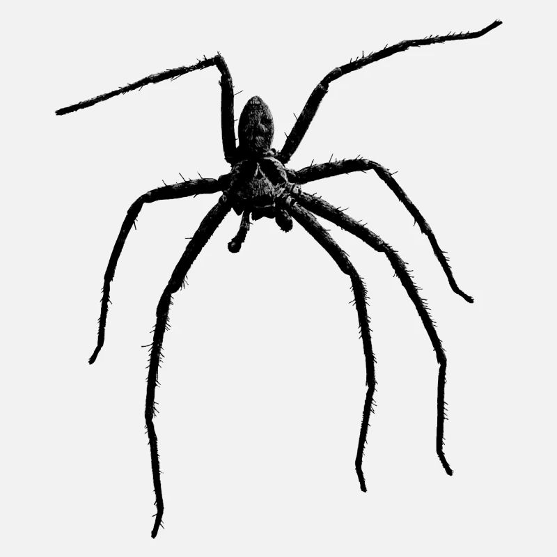 Spider / Black Widow + Skull with spider phobia
