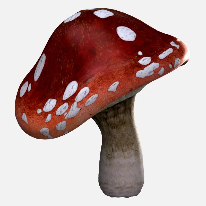 champignons champignons champignons légumes légumes vegetables14
