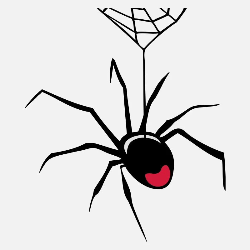 Cobweb spider insect