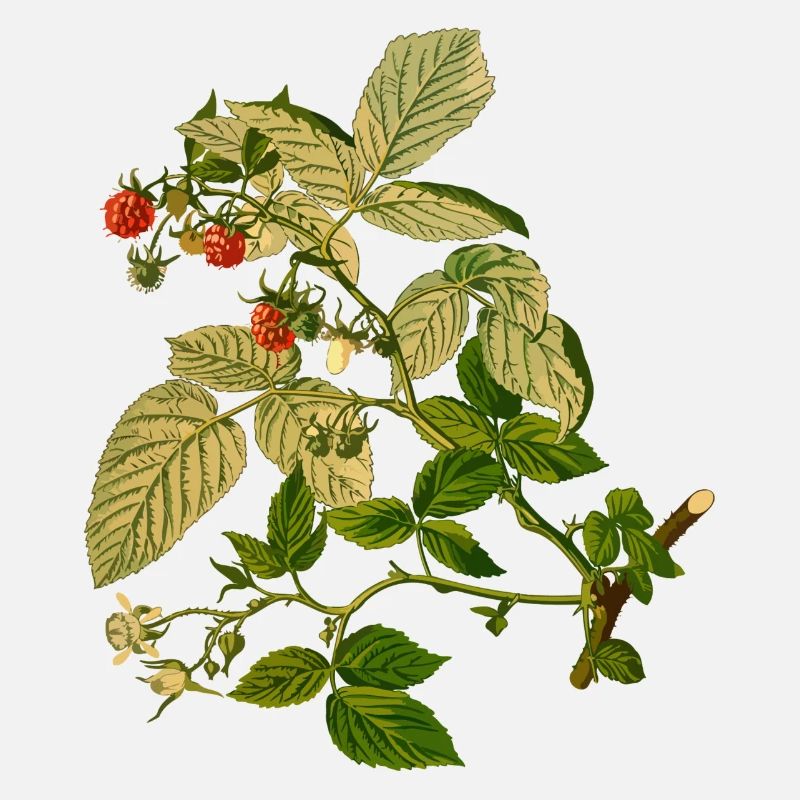 herbes thym romarin persil origan aneth