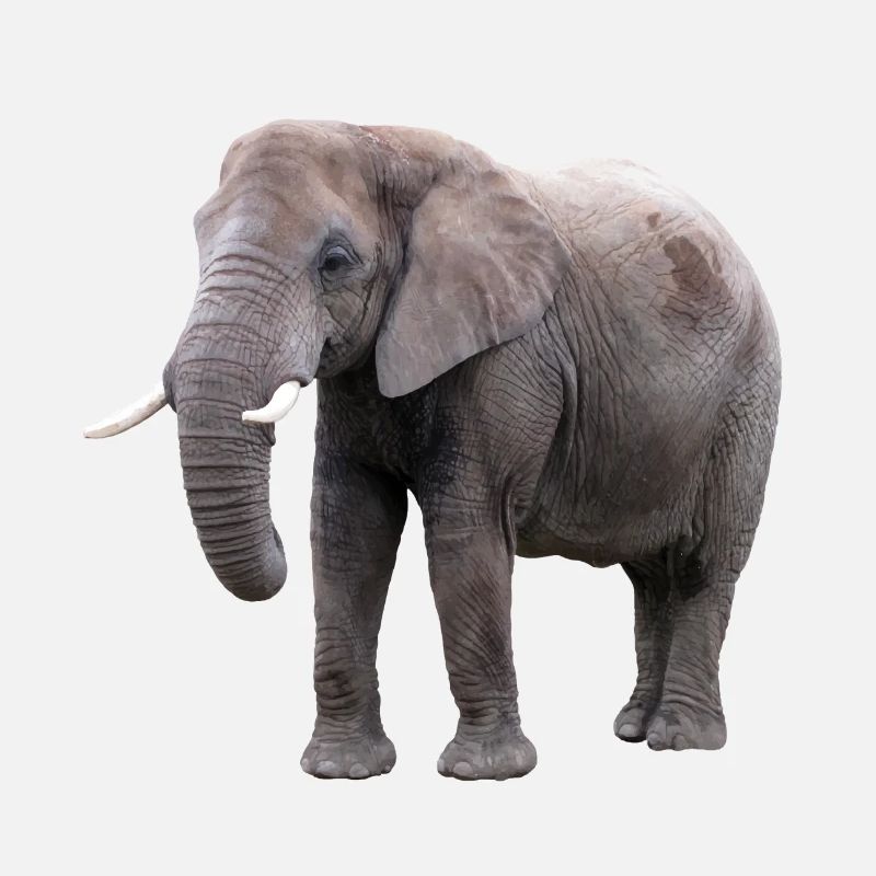 Elefant