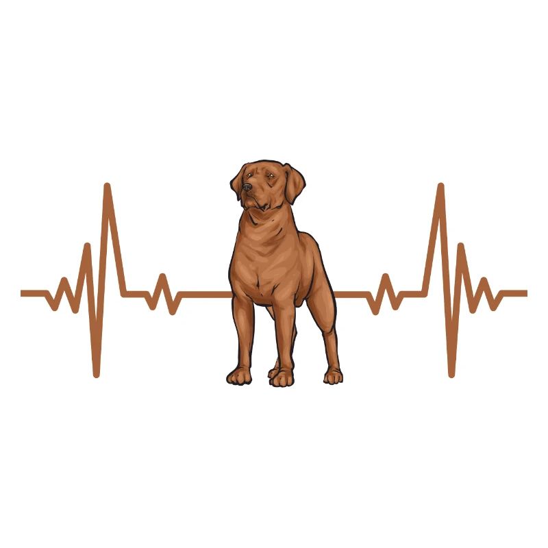 Fuchsroter Labrador Retriever Fox Red Labrador