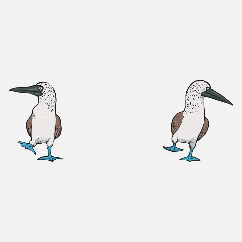 Blaufußtölpel Blue-footed Booby Seevogel