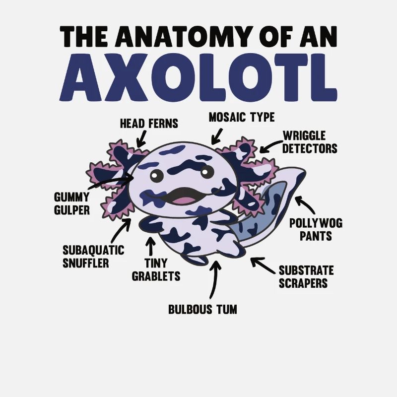 Mosaïque Axolotl Explication Anatomie d’un Axolotl