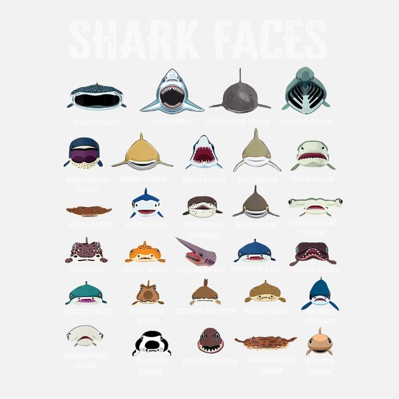 Types Of Shark Faces. Shark Face Identification