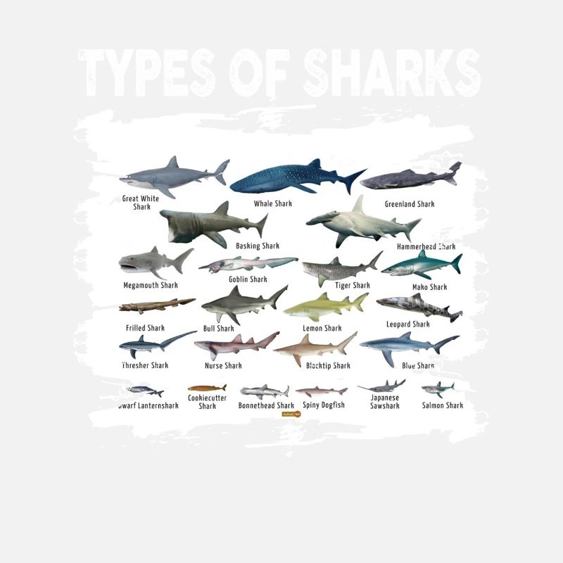 Types de requins