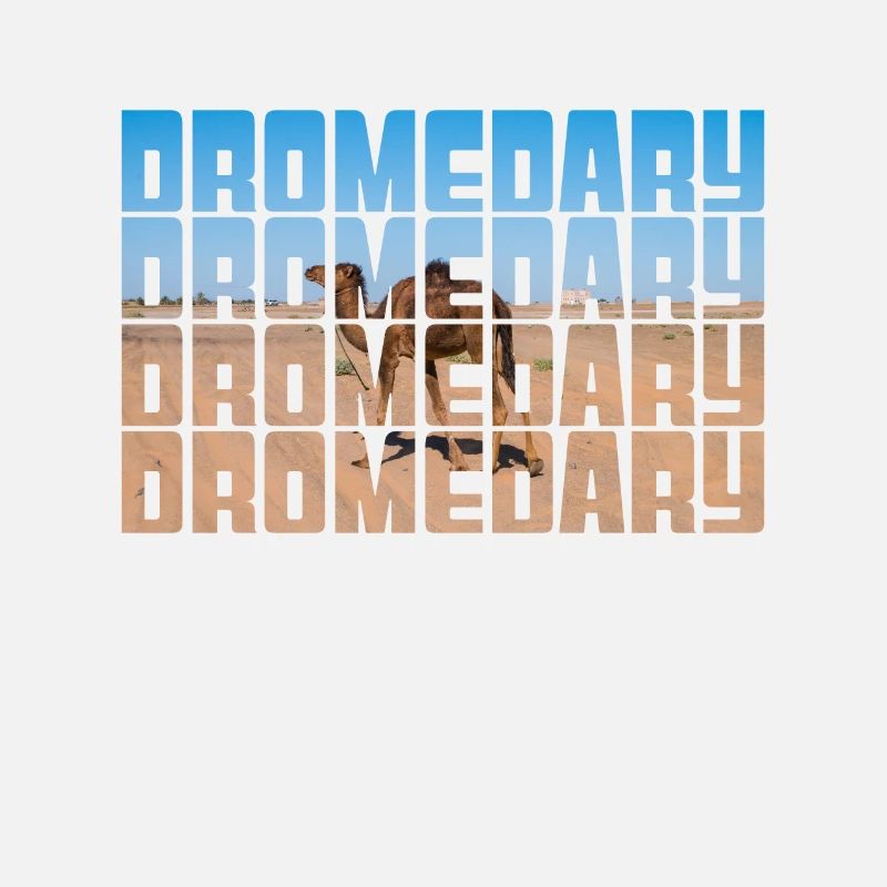 Dromedar