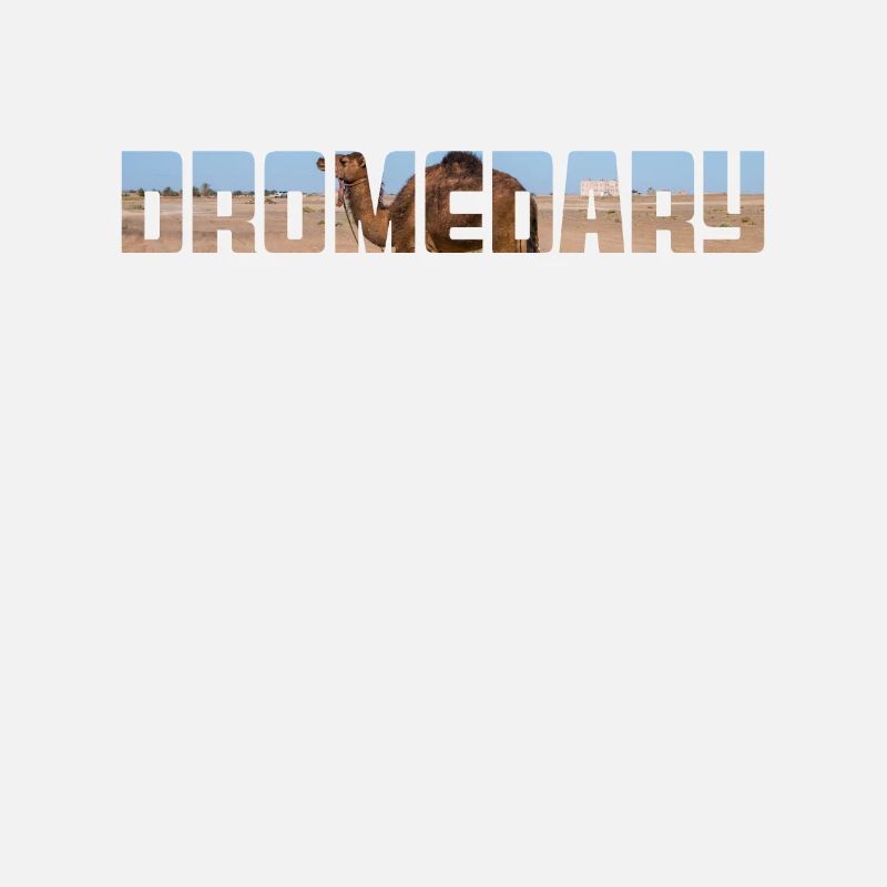 Dromadaire