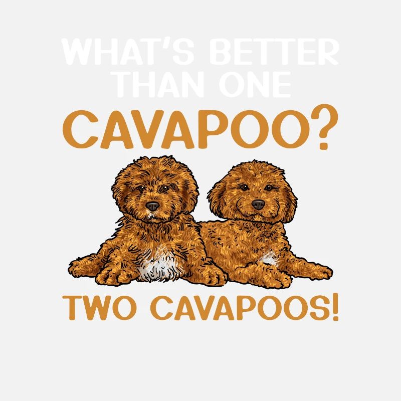 Cavapoo Cavoodle Capoodle Chien