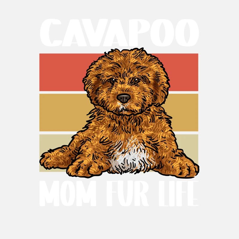 Cavapoo Cavoodle Capoodle Chien