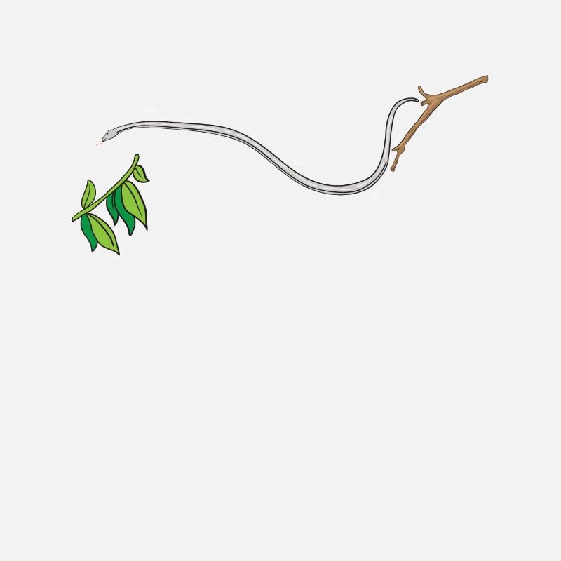 Flying snake Sliding snake Chrysopelea