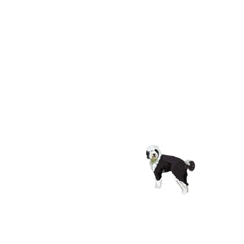 Sheepadoodle Doodle Chien