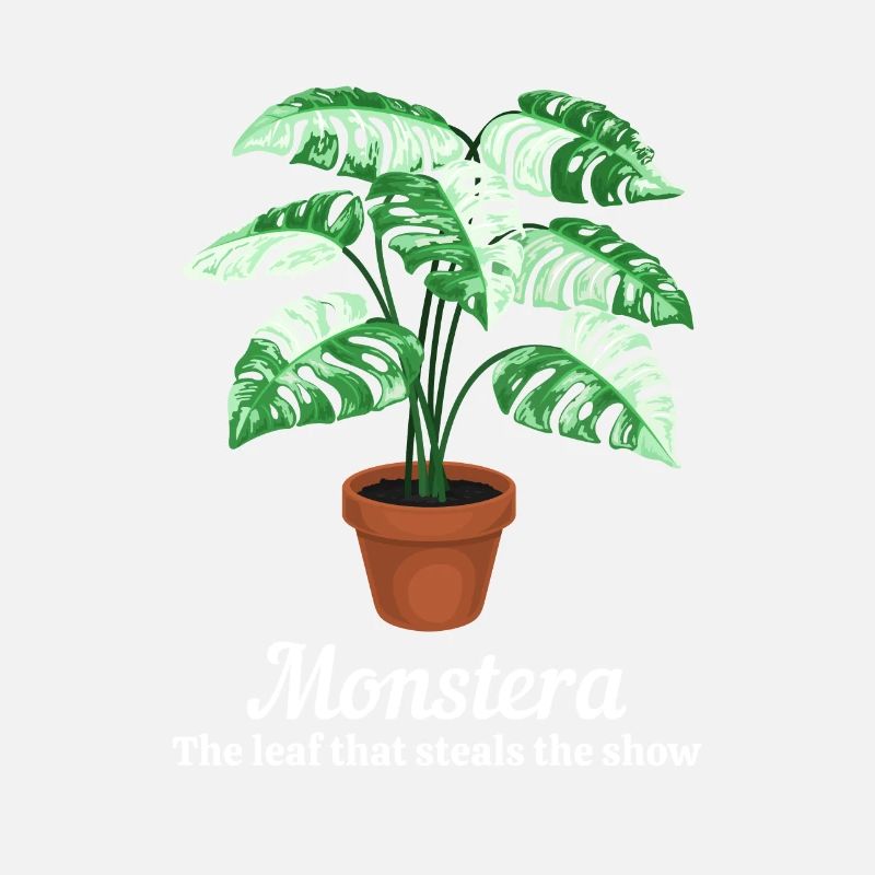 Monstera The Leaf That Steals The Show