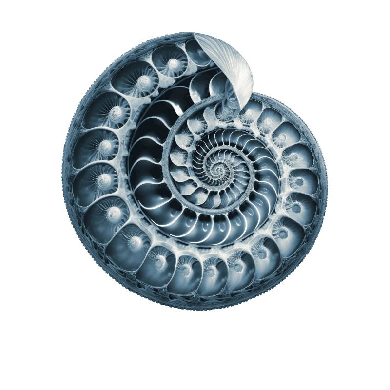 Fibonacci spiral, shell, snail, phi, symbol