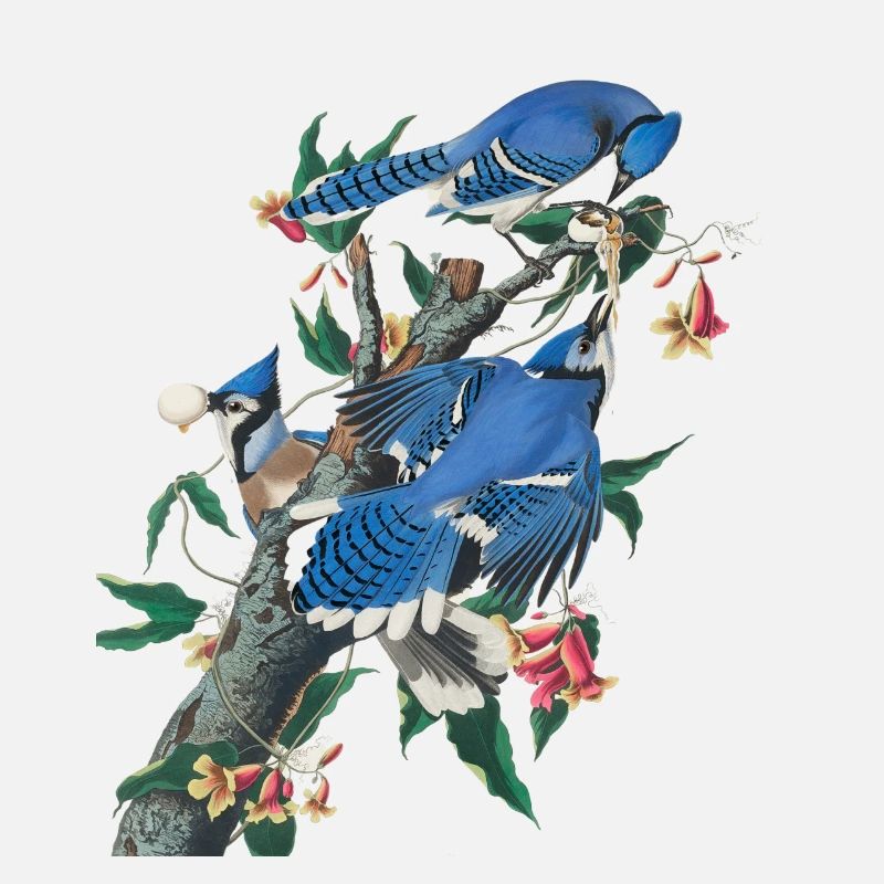 Audubon Blue Jay