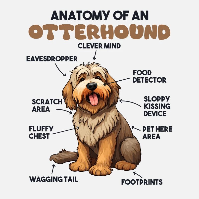 Explication du chien Anatomie d’un lévrier