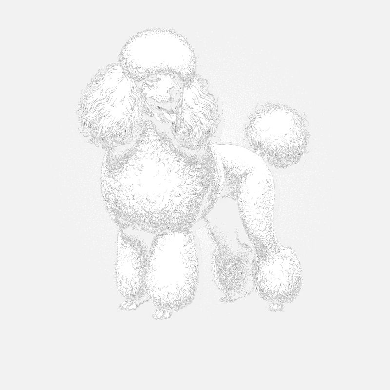 Caniche Chien
