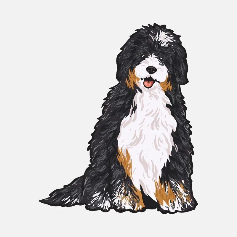 Bernedoodle Hund