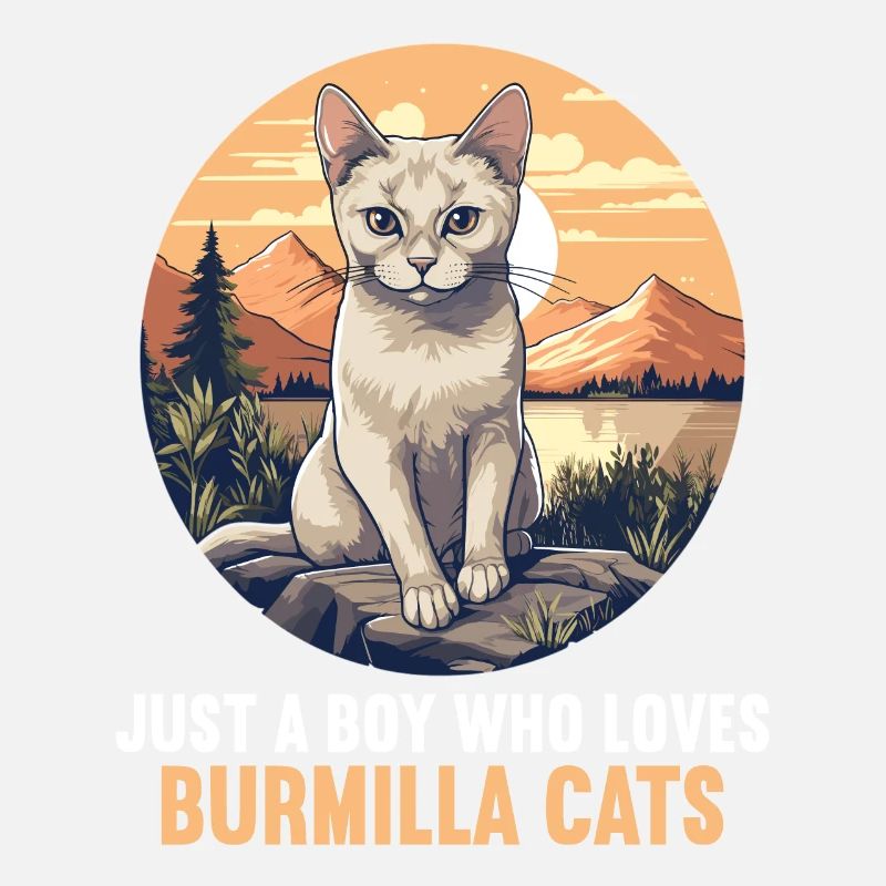 Burmilla Kätzchen Burmilla Katze