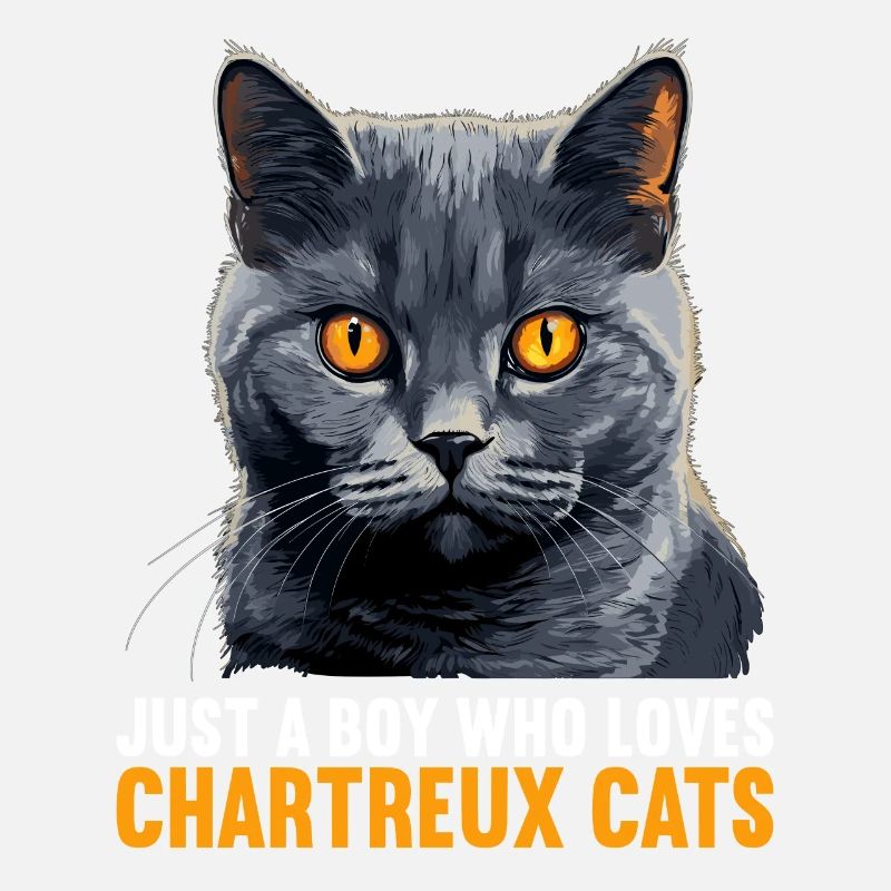 Chat Chartreux Chat Chartreux