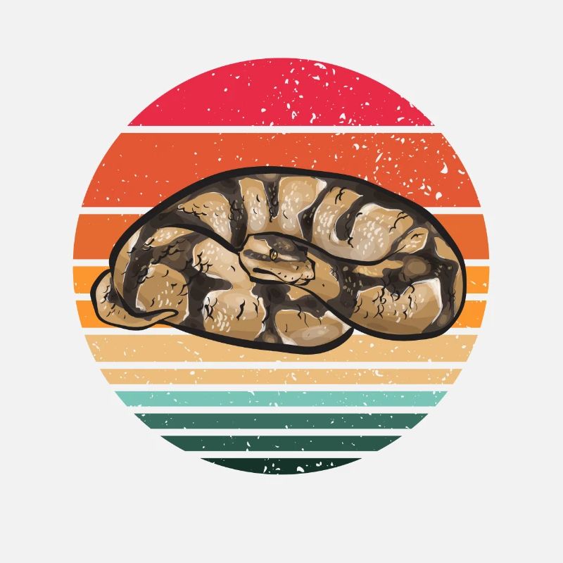 Ball Python Schlange Königspython