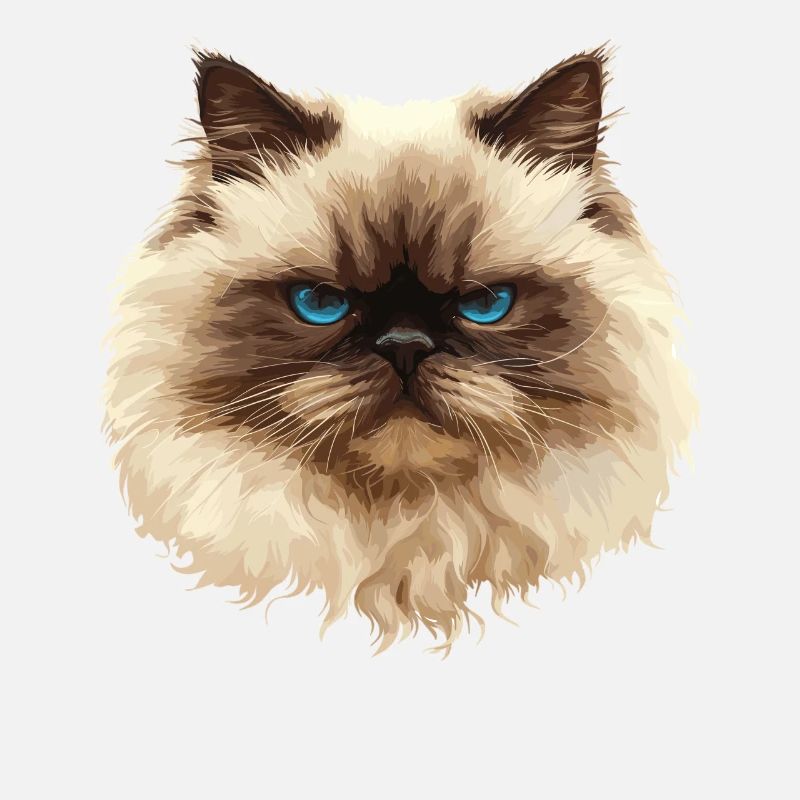 Himalayan Cat Colourpoint Katze