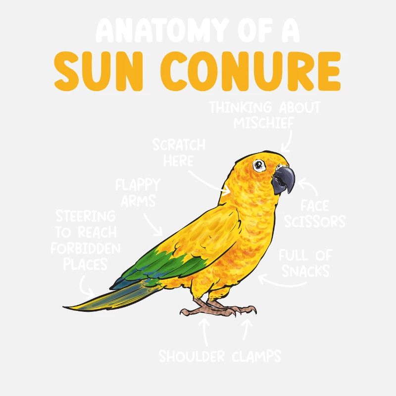 Sonnensittich Papagei Sittich Vogel