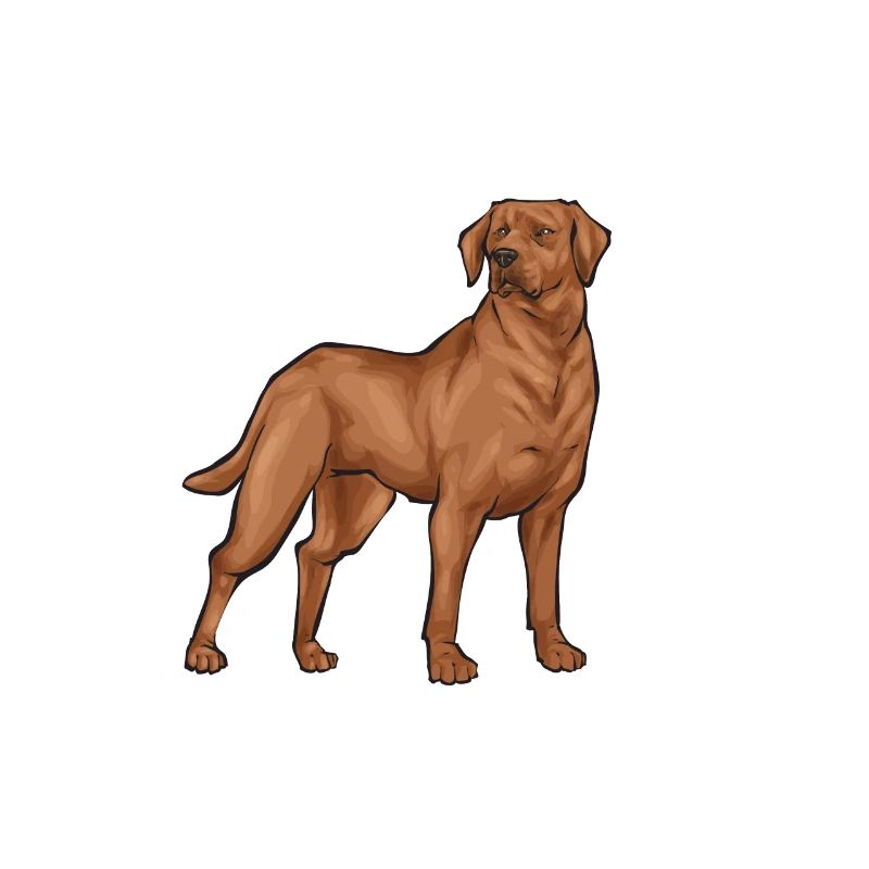 Fuchsroter Labrador Retriever Fox Red Labrador