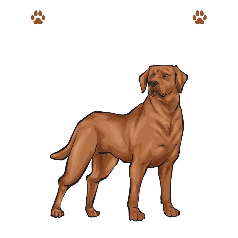 Fuchsroter Labrador Retriever Fox Red Labrador