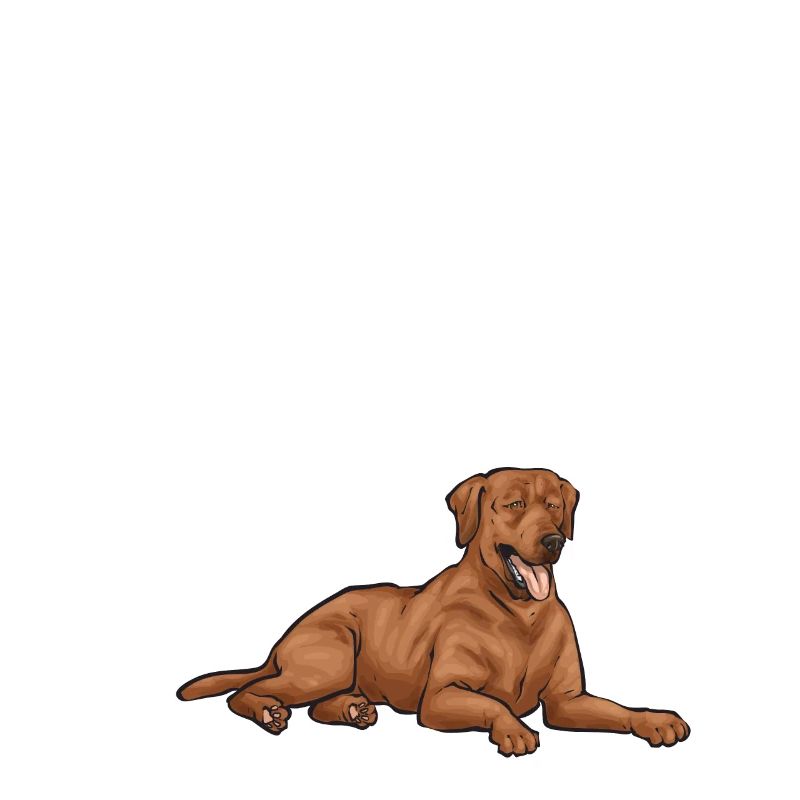Fuchsroter Labrador Retriever Fox Red Labrador