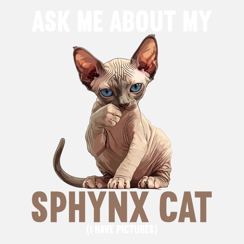 Sphynx Kätzchen Sphynx Katze