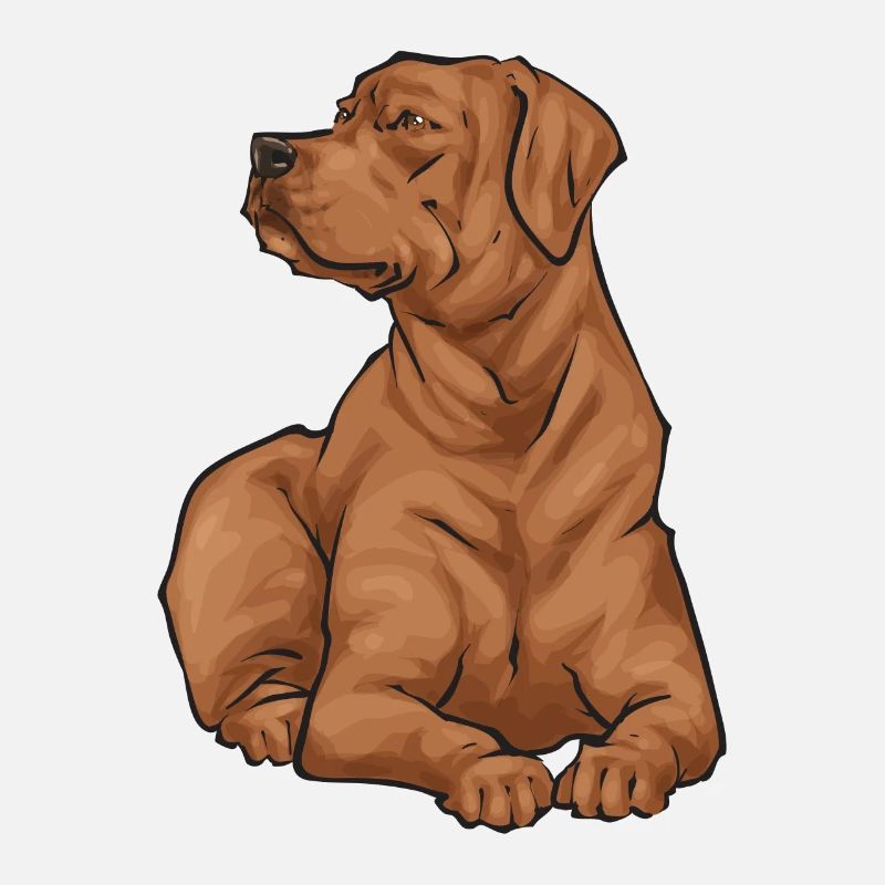 Fuchsroter Labrador Retriever Fox Red Labrador
