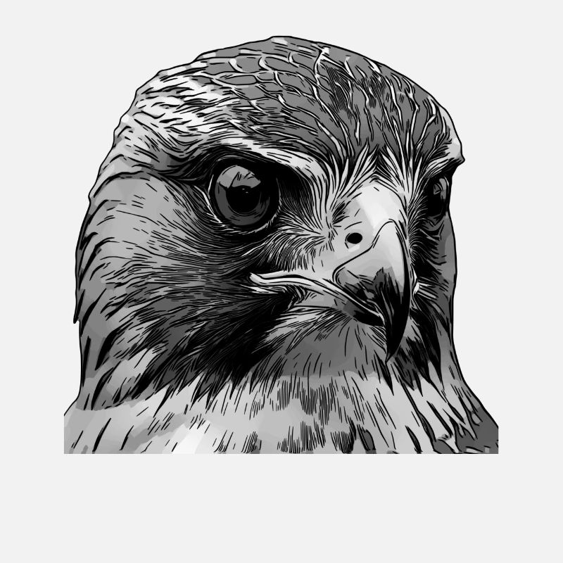 Oiseau faucon