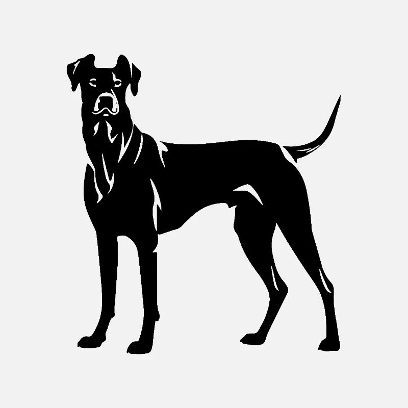 Great Dane Hund