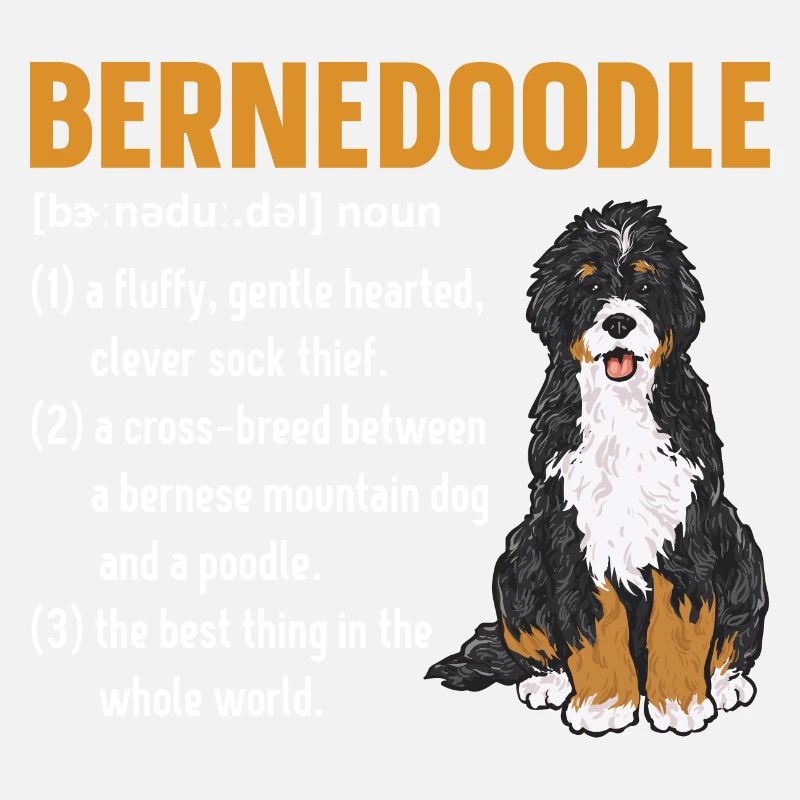 Bernedoodle Hund