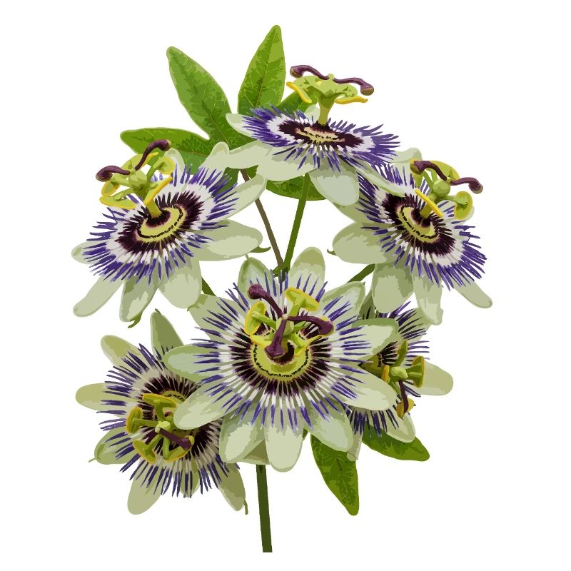 Passiflore
