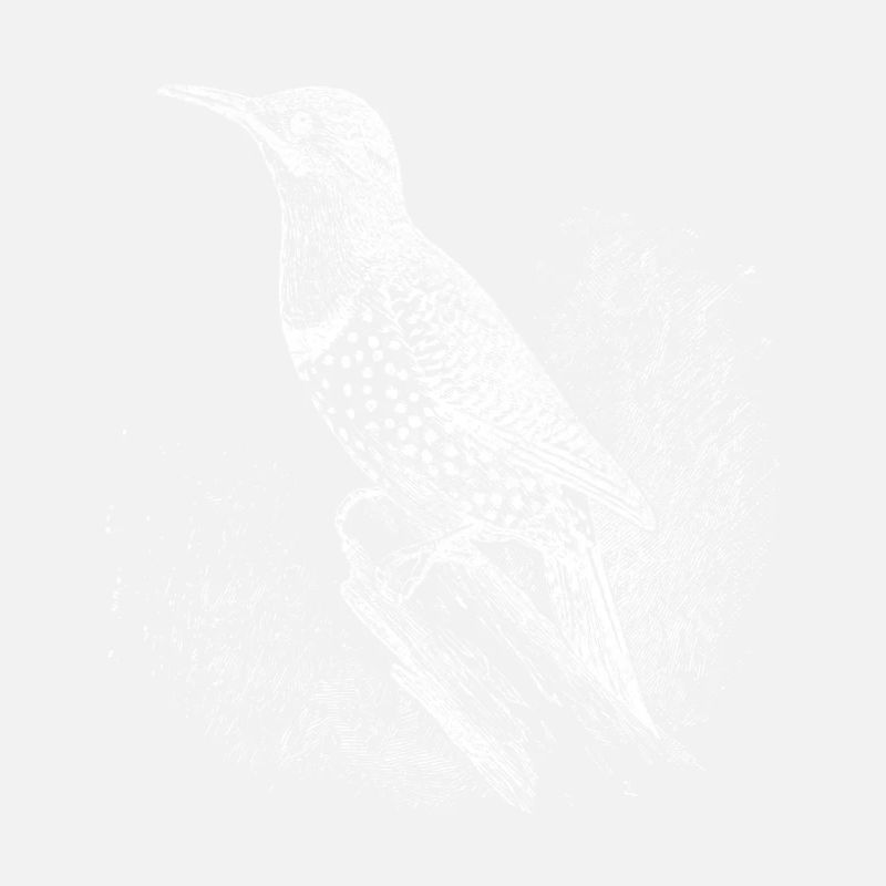 Geschenk Kolibri Vogel Vogelbesitzer Vögel
