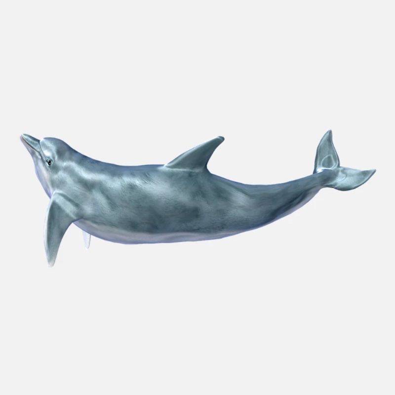 dolphin